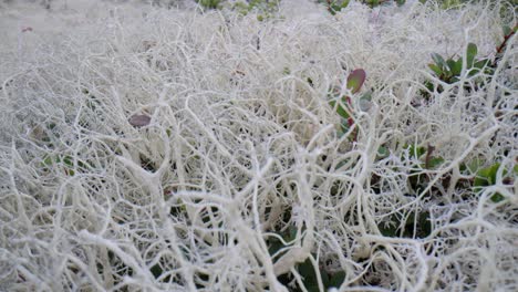 arktische tundra. wunderschöne natur norwegen natürliche landschaft.