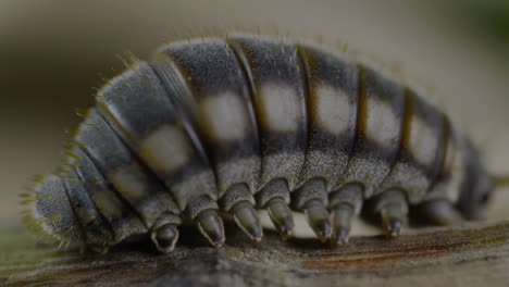 close-up of a caterpillar or larva