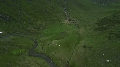 Winding-water-streams-in-a-green-mountain-valley-with-sheep