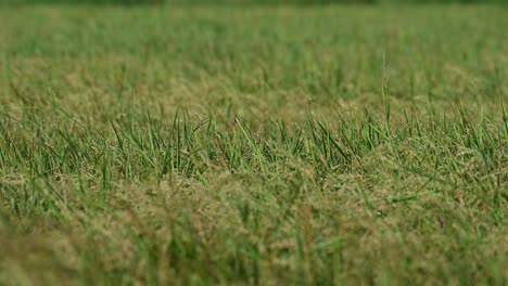 Golden-rice-almost-ready-for-harvest-with-some-birds-flying-around-during-a-windy-afternoon-at-a-province-in-Thailand