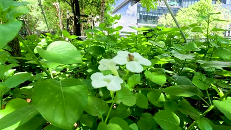 a bee pollinates white flowers amidst lush greenery in a sunlit urban park in bangkok