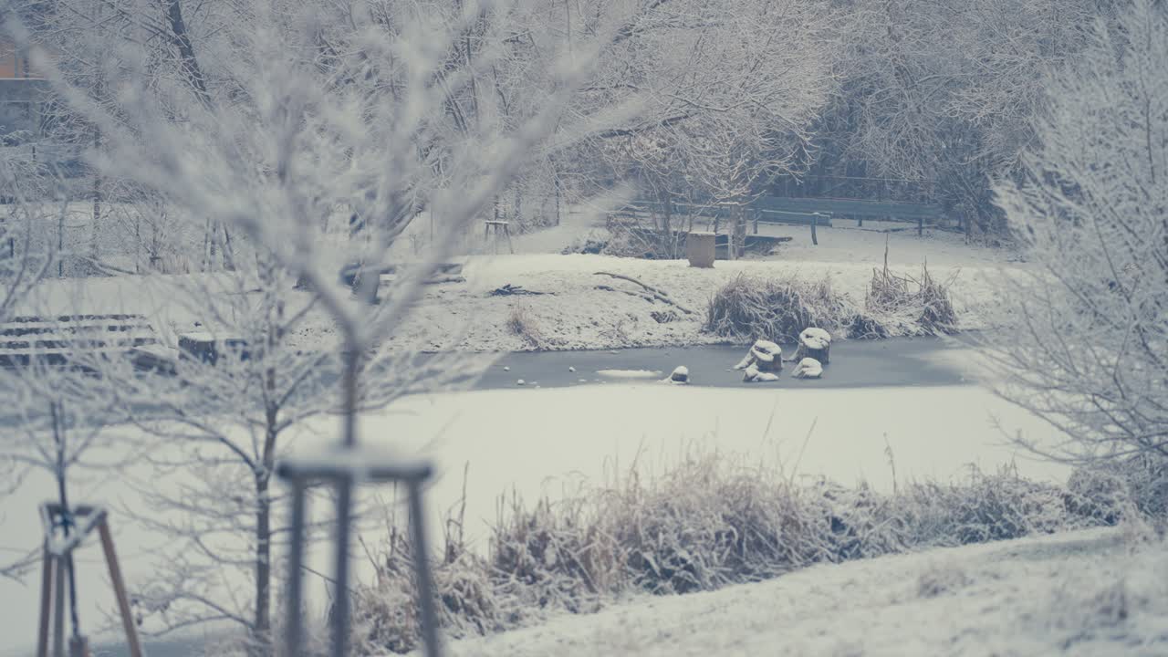 첫 눈이 내리는 땅, 나무, 마른 갈대, 그리고 부분적으로 얼어붙은 작은 연못이 부드러운 하얀 눈 슬로우 모션 팬 왼쪽, 흐릿한 전경으로 덮여 있습니다.
