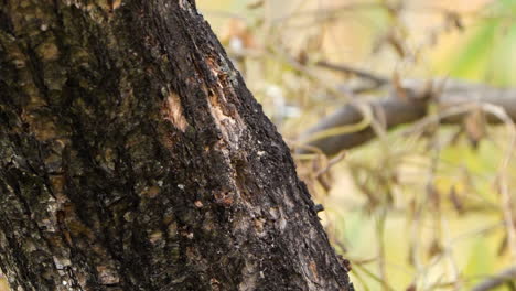 Vinous-throated-Parrotbill-Perches-on-Tree-Trunk-and-Takeoff-in-Slow-Motion