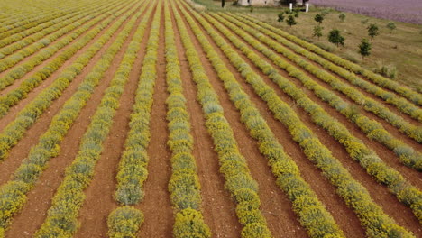 helichrysum italicum o planta de curry agricultura cultivo vista aérea