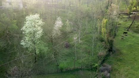 árboles-Florecientes-En-El-Bosque-Reflejo-De-La-Bengala-Solar-Y-La-Casa-Rural-En-El-Pueblo-En-Primavera-Con-Cercas-Naturales-De-Madera-Por-Parte-De-La-Población-Local-Y-Ganado-Vacuno-Están-Pastando-Hierba-En-El-Prado-En-Irán