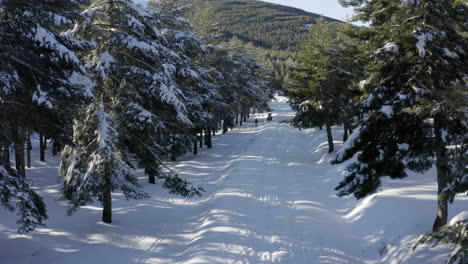 beautiful white snowy path between snow laden pine trees and a green hill behind