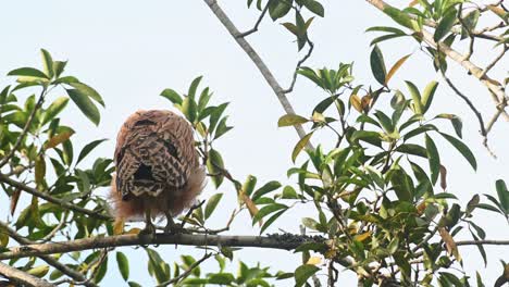 Buffy-Fish-Owl-Ketupa-Ketupu,-Ein-Junger-Vogel,-Der-Von-Seinem-Rücken-Aus-Gesehen-Wird-Und-Seine-Federn-Schüttelt-Und-Schwingt,-Khao-Yai-Nationalpark,-Thailand