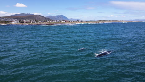 southern right mom and calf swim close to south african coastline, aerial