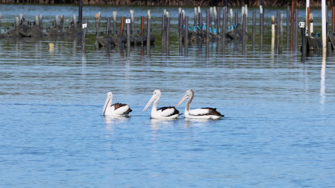 세 마리의 펠리칸이 조용한 물에서 함께 헤엄치고 있다