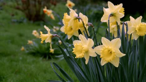 a small cluster of yellow daffodils