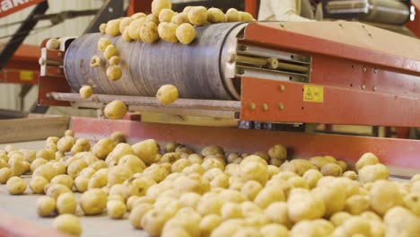 Potatoes-moving-on-conveyor-in-food-factory,-slow-motion.
