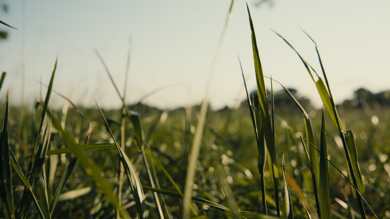 farnham park en el verano