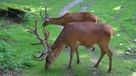 male deer with antlers and baby fawn grazing on grass field in forest,close up - slow motion in high quality footage