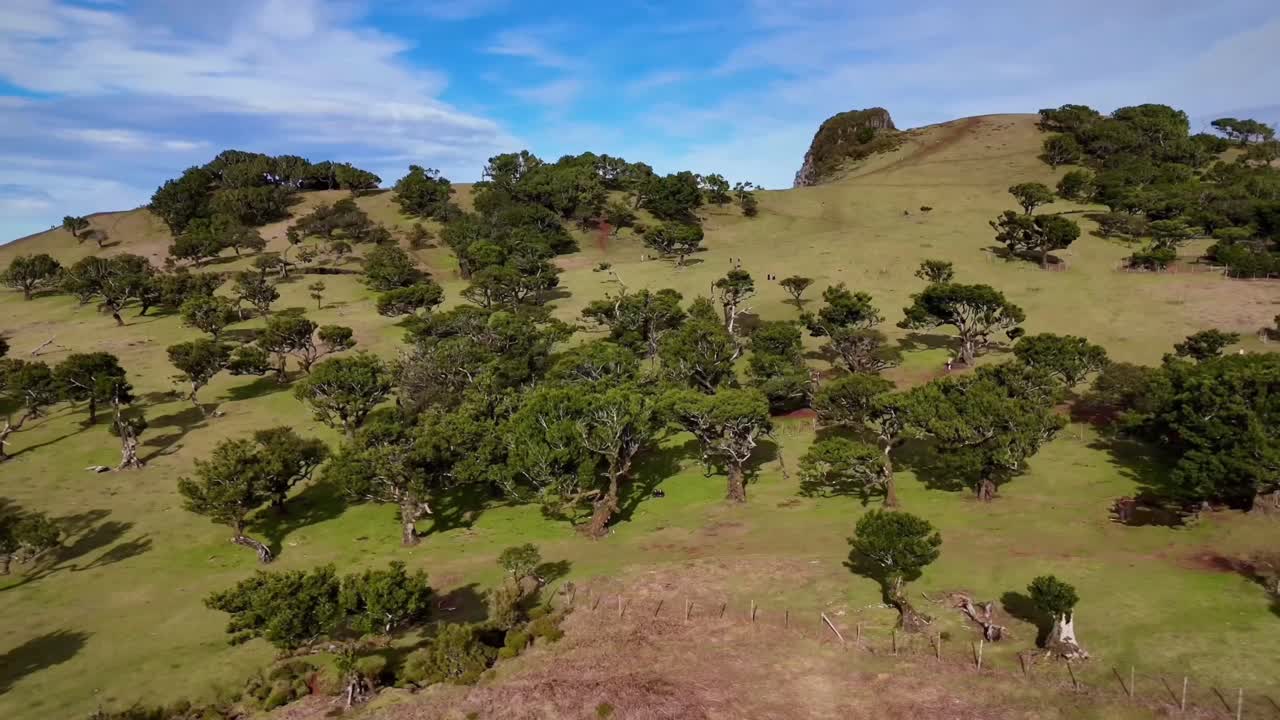 tomada aérea de un dron del bosque de fanal desde madeira en un día soleado sin niebla