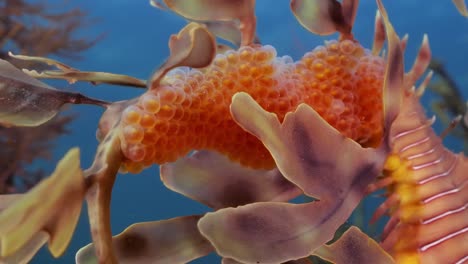 dragón de mar frondoso con huevos 4k cámara lenta sur de australia