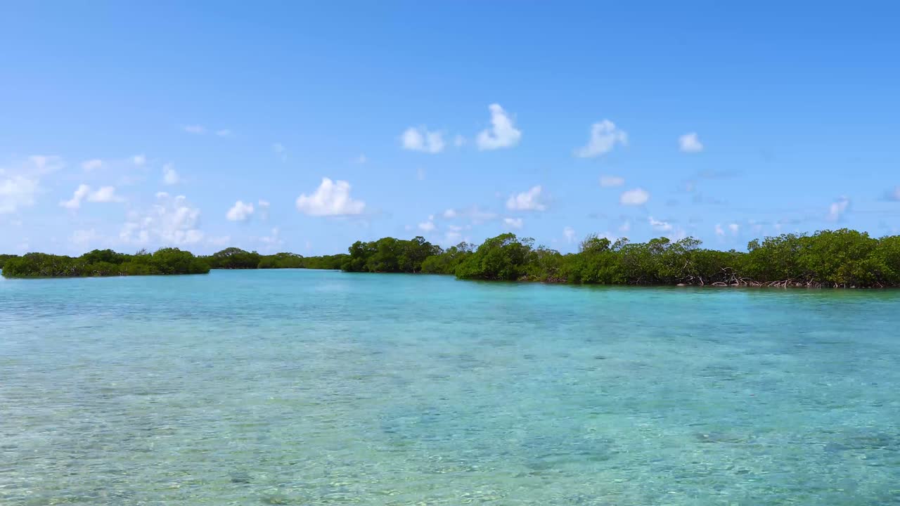 Static footage of trees in the ocean on Exuma in the Bahamas