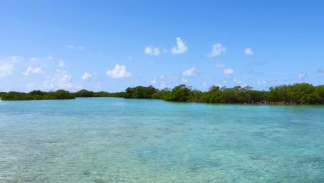 static footage of trees in the ocean on exuma in the bahamas