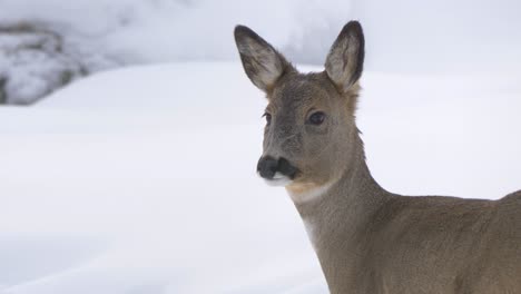 portrait of vigilant white-tailed deer amidst snowed winter forest - close-up shot