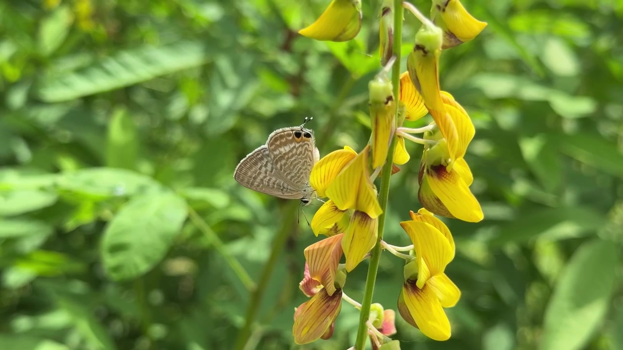 Piccola farfalla posata su fiori gialli vivaci