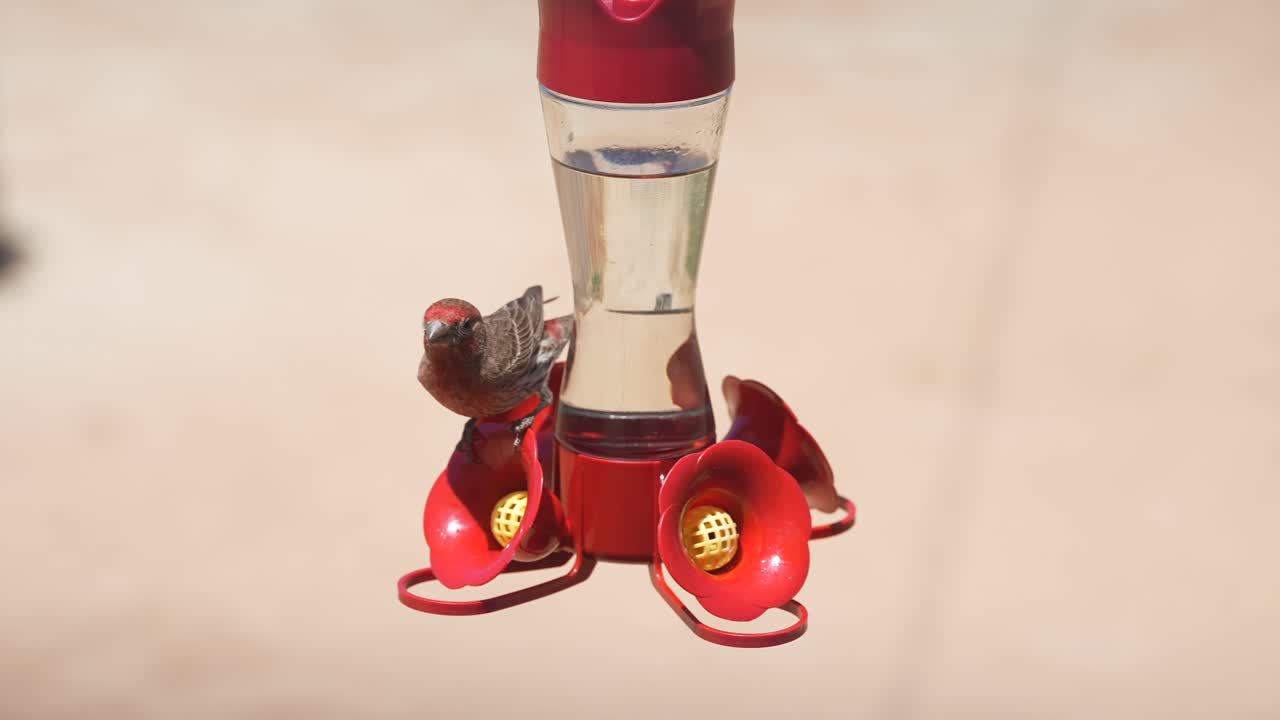 혼란스럽고 좌절한 집 핀치는 벌새 모이통에서 물을 마시려고 합니다 - 느린 동작으로 날아갑니다