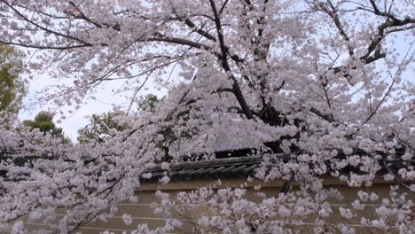 close-up of branches of almond sakura blossoms on a sunny day