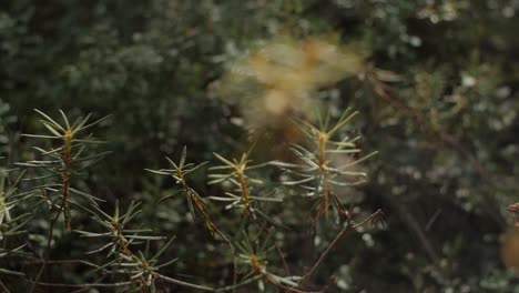 Wald-Nahaufnahme-Pflanzen-In-Einem-Verträumten-Look-Und-Verschwommenem-Hintergrund