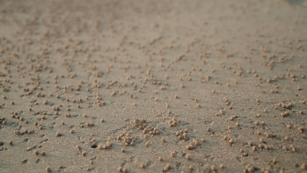 Tiny Crab Makes Balls of Sand on Beach Close Up Shallow Depth of Field