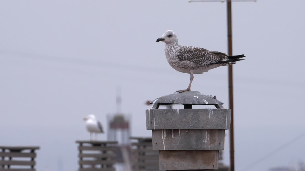 갈매기가 스페인 바르셀로나의 옥상에 자리 잡고 있는 동안 보고 청소합니다.