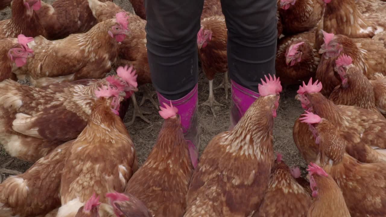 pollos marrones picoteando a los granjeros botas de goma rosas en una granja de campo libre