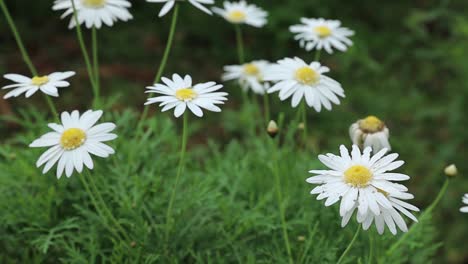 a field of daisy flowers