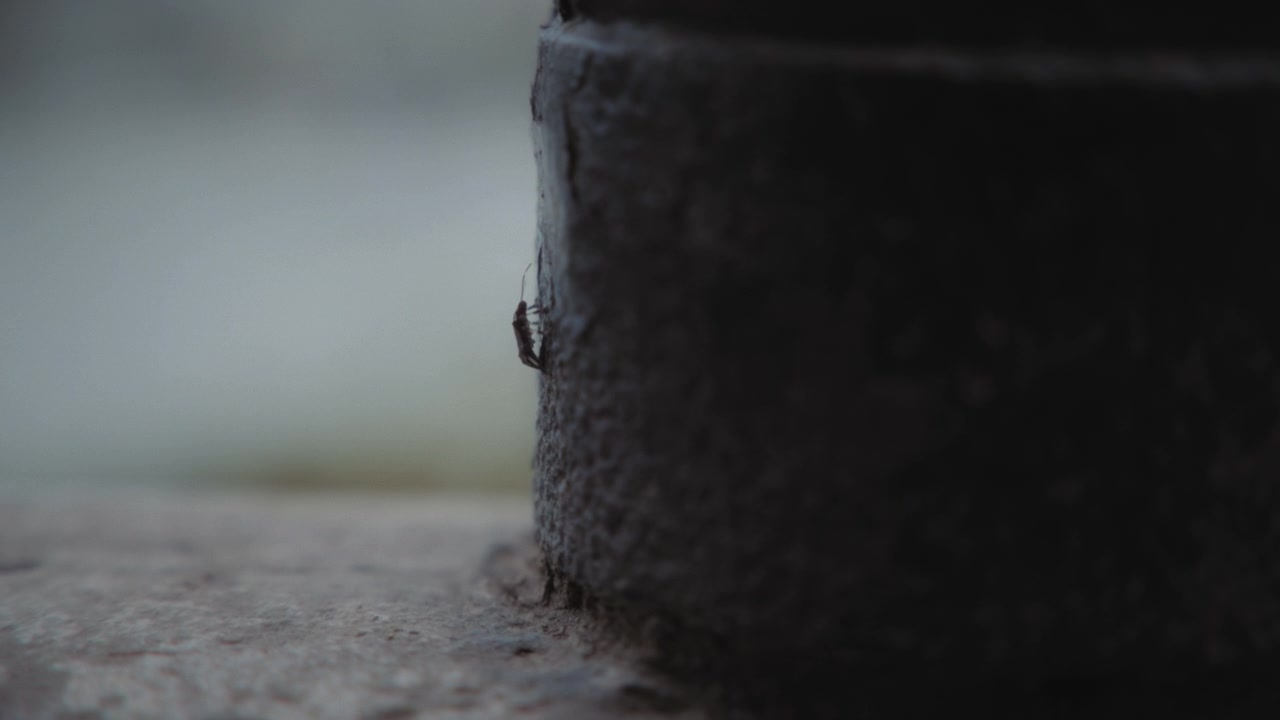 Pequeño insecto arrastrándose sobre una superficie de metal oscuro