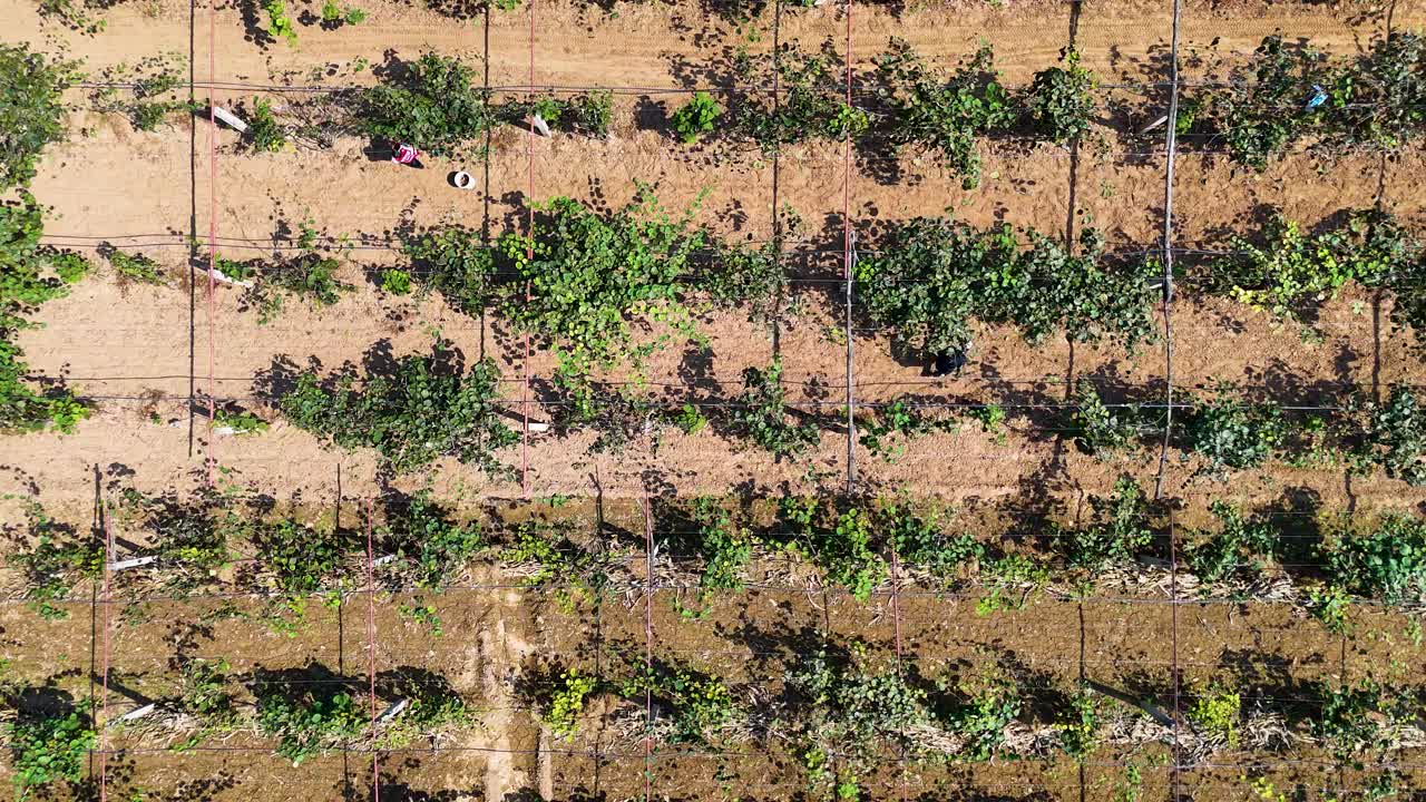 Aerial View of Kiwi Orchard Harvest