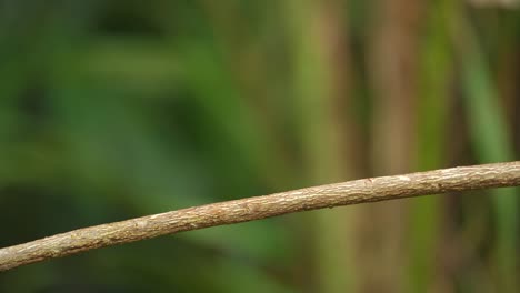 the blue-eared kingfisher bird was eating fresh fish on a branch and then flew away with the food