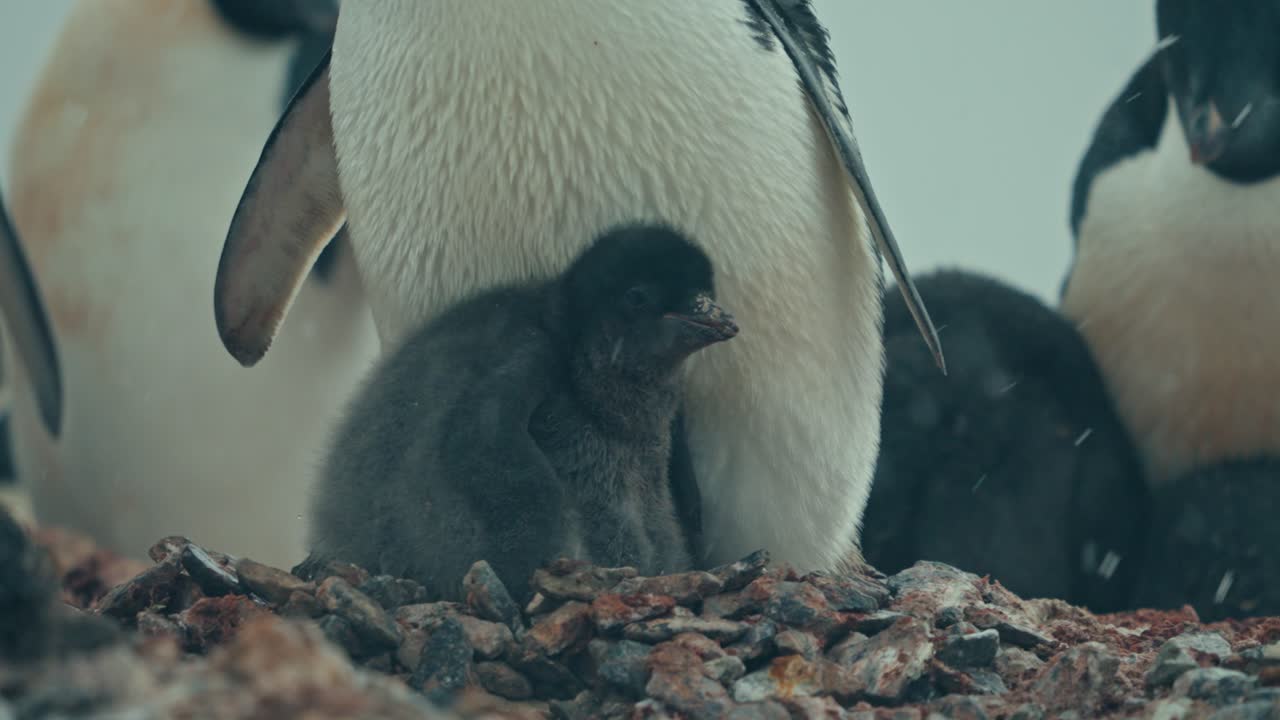 Fluffy Adélie penguin chick shelters between mother's legs on pebble nest during snowfall in Antarctic colony