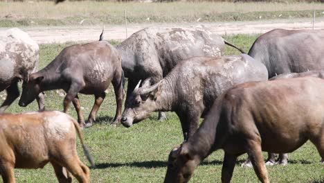 4K-Herd-of-Thai-Buffalo-in-Thailand-Grazing-on-Grass-in-a-Field-on-a-Hot-Sunny-Day