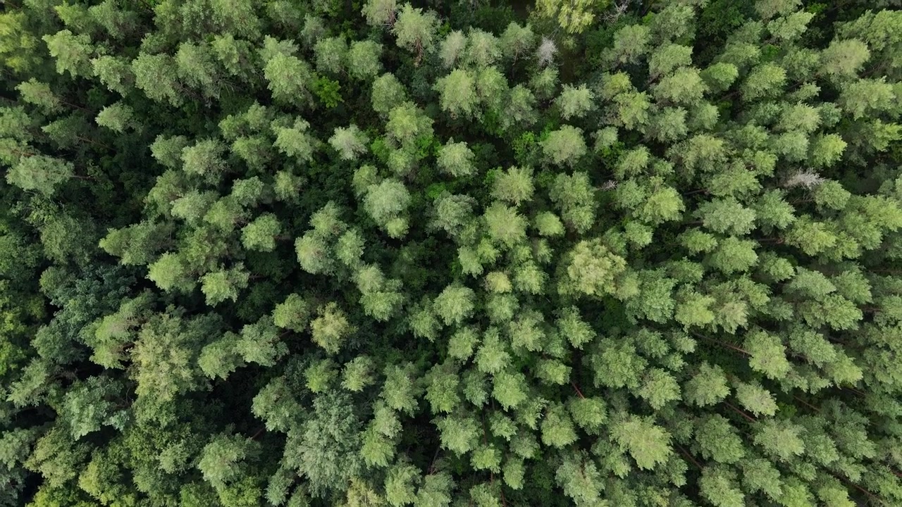 Vista dall'alto di un rigoglioso fogliame forestale, scena naturale vibrante con vegetazione densa