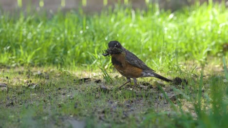 el pájaro petirrojo está buscando calores en el cálido clima primaveral