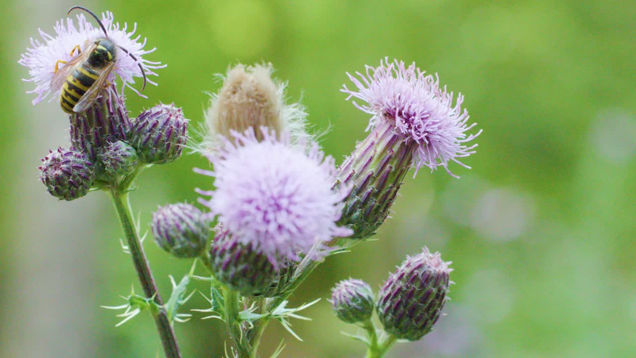 Wasp feeds on thistle flower nectar, pollinating, with shallow depth of field and natural lighting