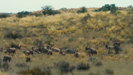 A-large-herd-of-oryx-antelopes-forages-in-high-grass-on-a-windy-day