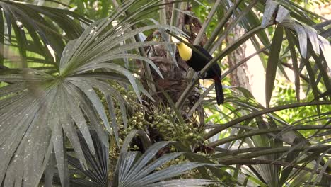 hermoso tucán de mandíbula castaño o saltando sobre una palmera