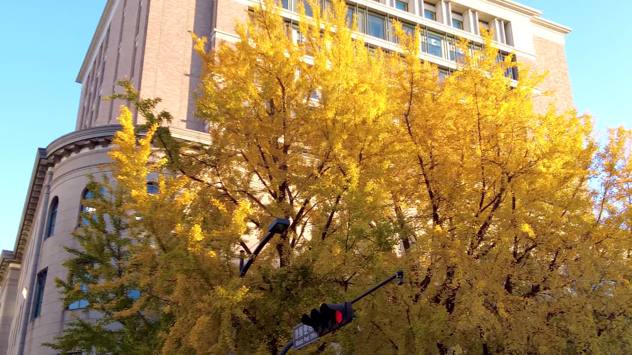 니혼오도리 거리의 아름다움