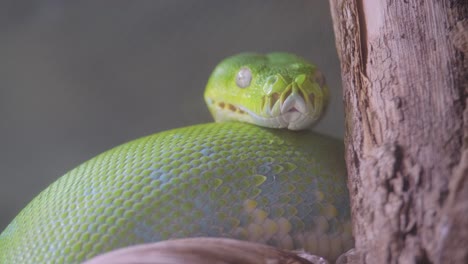 smooth greensnake macro photography colubridae on a tree branch. a smooth greensnake, a terrestrial plant-dwelling reptile from the colubridae family, is perched on a tree branch in this macro photograph