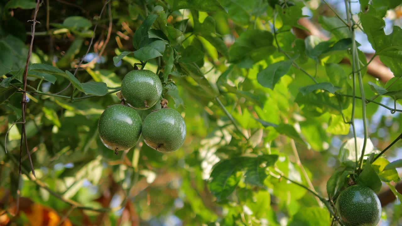primer plano de fruta de la pasión fresca y cruda con luz solar