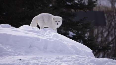 Polarfuchs-Drehen-Und-Majestätisches-Slomo-Zoomen-Sehen