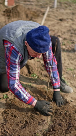 old experienced farmer planting tree. gardener thumbing the soil. vertical video.