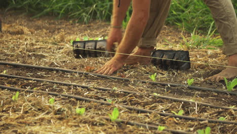 Toma-Estática-De-Manos-Masculinas-Y-Pies-Descalzos-Trabajando-En-Una-Granja-Orgánica-Plantando-Verduras-De-Lechuga-Verde