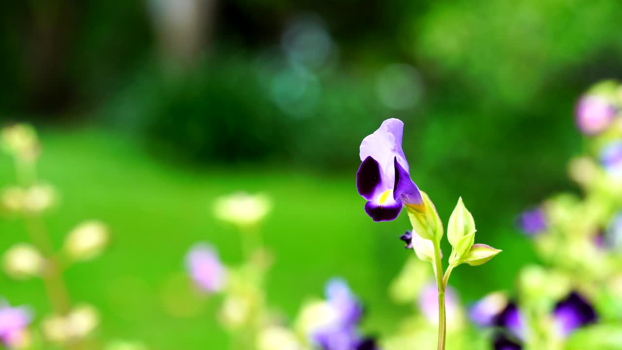 Closeup nature purple flower along lake