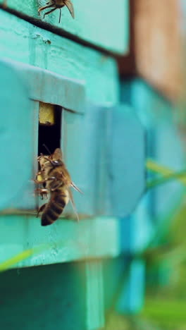 honey bees swarming and flying around their beehive. bees convert nectar into honey and cover it in honeycombs. slow motion. vertical video