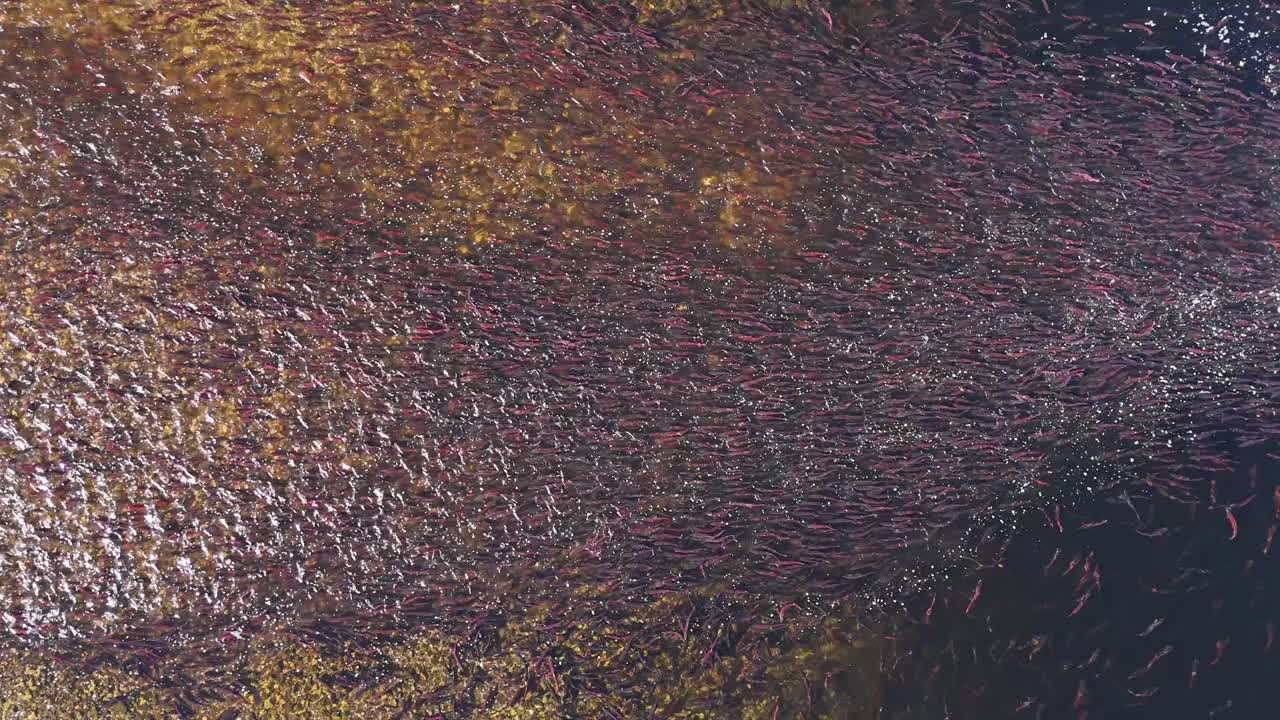 Spawning sockeye salmon in a shallow gravel bar in British Columbia, Canada.