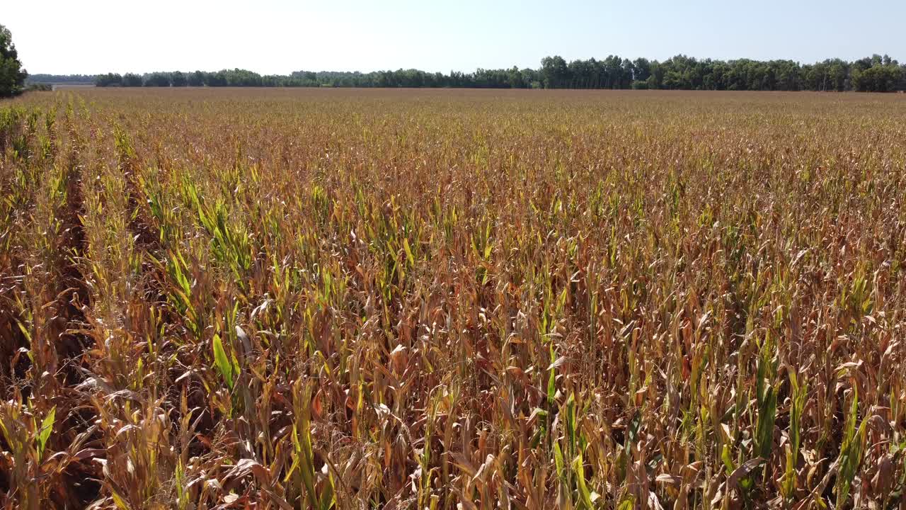 Wide aerial view of ripe corn field ready for harvest under clear blue sky in Midwest USA with distant treeline